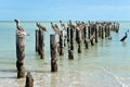 Family of brown pelicans standing on a pier post