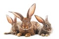 Family of brown rabbits