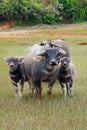 Family of buffalo Royalty Free Stock Photo