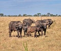 A family of buffalo in the Serengeti Park Royalty Free Stock Photo