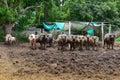 The Family Buffalo ,white buffalo and Black in farm at Thailand. Royalty Free Stock Photo