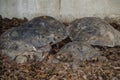 Family of burmese black tortoise gathering on the ground.