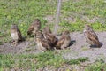 Family of Burrowing Owls