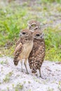 Burrowing Owls Family