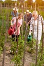 Family business in garden Royalty Free Stock Photo