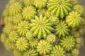 Family of cacti in one pot in top view