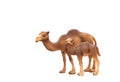 A family of camels, a mother and a cub, realistic animal toys.