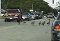 Family of Canada Geese crossing the road