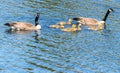 A family of Canada Geese Royalty Free Stock Photo