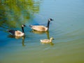 Family of Canada geese in the lake Royalty Free Stock Photo