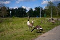 A family of Canada geese with their young offspring goslings walking in a spring green meadow near a pond Royalty Free Stock Photo