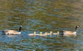 A family of Canada Geese Royalty Free Stock Photo
