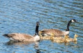 A family of Canada Geese. Royalty Free Stock Photo