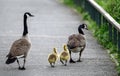 A family of Canada geese with two goslings in a park in Kent, UK Royalty Free Stock Photo