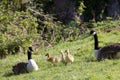 a family of Canada goose (Branta canadensis) and goslings resting