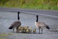 A pair of Canadian geese look out for each other as the cute baby goslings drink water from a puddle on the side of the road. Royalty Free Stock Photo