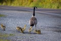 Canadian geese protecting its youngsters as they drink water from a puddle on the side of the road. Royalty Free Stock Photo