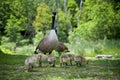 A family of Canadian Geese gracing