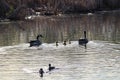 A family of Canadian geese swimming near other ducks Royalty Free Stock Photo