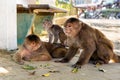 A family of capuchin monkeys that seem upset and angry