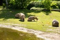 A family of capybaras eat vegetables on the lawn near the pond.
