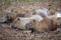 Family of capybaras lying in the mud puddle relaxing