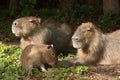 Family of capybaras
