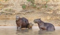 Family of Capybaras on a river bank