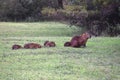 Family of capybaras in Salto Grande Lake