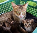 Family cat color brown Royalty Free Stock Photo