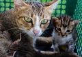 Family cat color brown Royalty Free Stock Photo