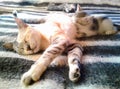 Family of cats on bed in state of total relaxation