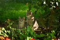 Family of cats sitting in flowers, outdoor. Cat with the baby kitten on grass Royalty Free Stock Photo