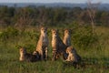 A family of cheetah sits together in an open clearing