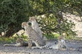 Family of Cheetahs in Botswana, Africa Royalty Free Stock Photo