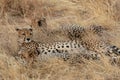 Family of cheetahs, in the grasslands, in the Masai Mara, Kenya, Africa Royalty Free Stock Photo