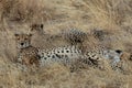 Family of cheetahs in the Masai Mara, Kenya, Africa Royalty Free Stock Photo