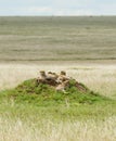 family of cheetahs resting on a mound Royalty Free Stock Photo