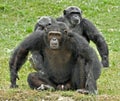 Family of chimpanzees