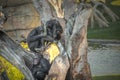 Family of chimpanzees resting on a tree