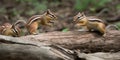 A family of chipmunks playing and chasing each other around a tree, concept of Rodent behavior, created with Generative