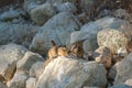 Family of chipmunks playing mating games.