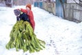 Two brothers carry a pine tree for the birth night. Two boys chose a tree to setting up a Christmas tree