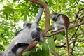 Family of colobus monkeys