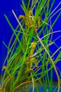 Family of common estuary yellow seahorses hanging around in some seaweed grass