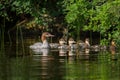 A cute Common Merganser family Royalty Free Stock Photo