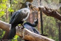 A family of cormorants building a nest Royalty Free Stock Photo