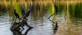 Family of cormorants sitting on branches above the water Royalty Free Stock Photo