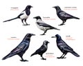 Family of corvids Corvidae, set Royalty Free Stock Photo