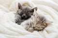 Family couple cats resting together. Two gray and tabby beautiful domestic kitten in love hugging. 2 sleepy kittens with